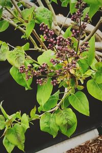 Close-up of potted plant on tree