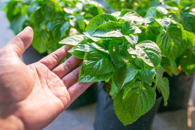 Close-up of hand holding plant