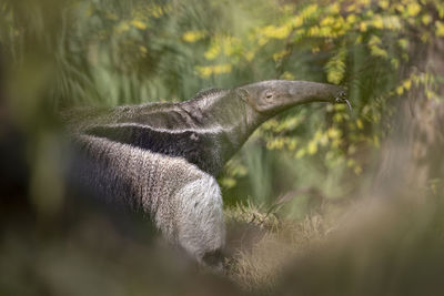 Close-up of lizard on tree