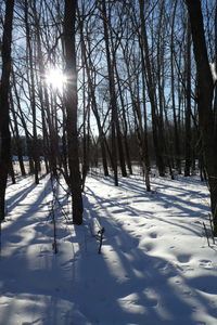 Trees on snow covered field