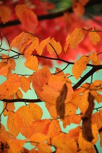 Close-up of maple leaves during autumn