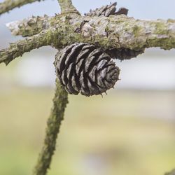 Close-up of plant against blurred background