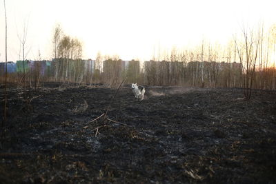 View of dogs on field against sky