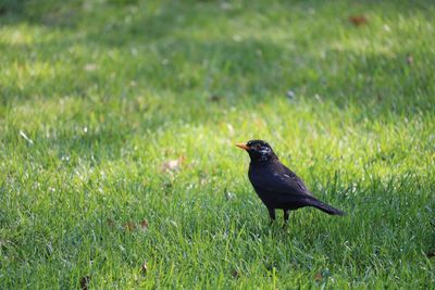 Black bird on grass