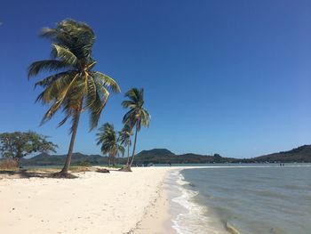 Palm trees on beach against clear blue sky