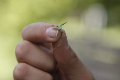 Close-up of a hand holding a small plant