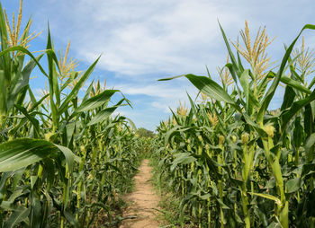 Plants growing on field against sky