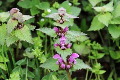 Close-up of pink flowering plant