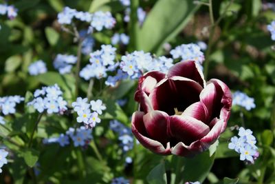 Close-up of flowers