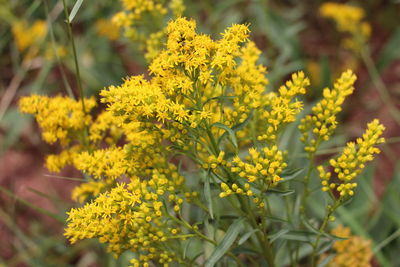 Close-up of yellow flowers