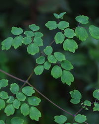 Close-up of plant leaves