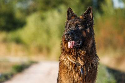 Close-up of dog looking away against trees