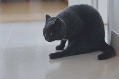 Close-up of a cat looking away
