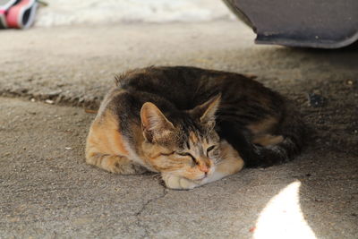 Close-up of cat sitting on floor