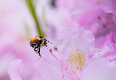 Close-up of insect on pink flower