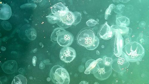 Jellyfish swimming in sea