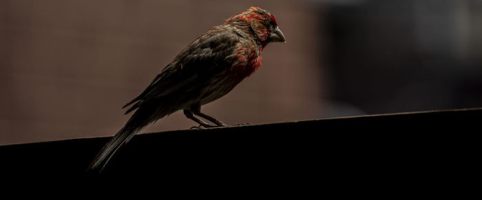 Close-up of bird perching on railing