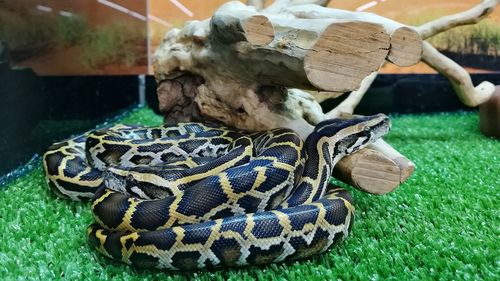 Close-up of tortoise on grass