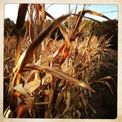 Close-up of rusty chain