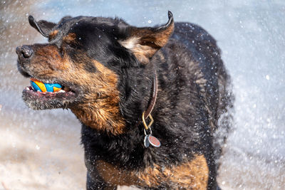 Black dog in snow