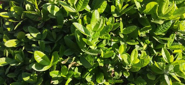 Full frame shot of fresh green leaves