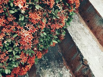 Close up of red flowers