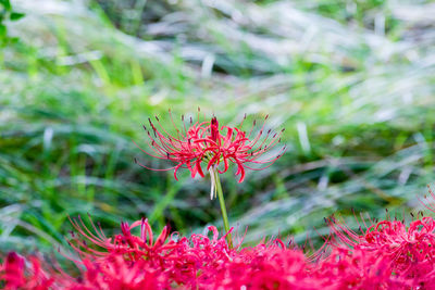 Close-up of red flowers blooming outdoors