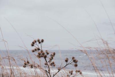 Close-up of plant at beach against sky