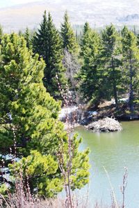 Scenic view of lake with trees in background