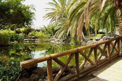 Scenic view of palm trees by lake