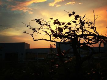 Silhouette of trees at sunset