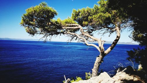 Tree by sea against clear blue sky