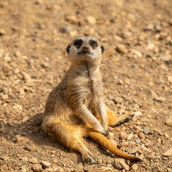 Portrait of meerkat on sand