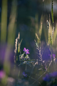 Close-up of purple flowering plant