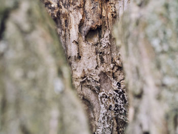 Close-up of lizard on tree trunk