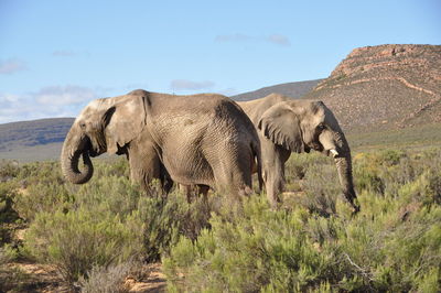 Elephant standing on landscape against clear sky