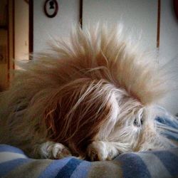 Close-up of dog sleeping on bed