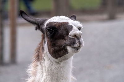 Close-up portrait of a horse