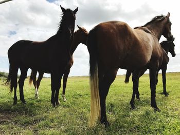 Cows grazing on field against sky