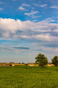 Scenic view of agricultural field against sky