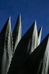 Low angle view of cactus against clear blue sky