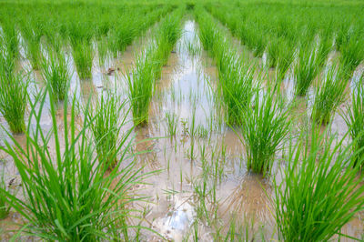 Plants growing in field