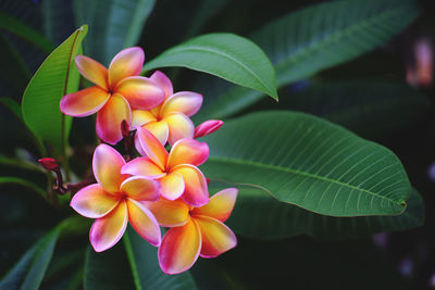 Close-up of frangipani on plant