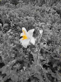 High angle view of white flower on field