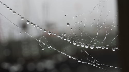 Close-up of spider web