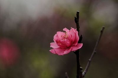 Close-up of pink cherry flowers 