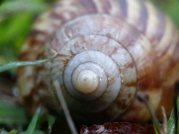 Close-up of snail