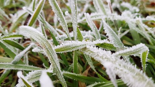 Close-up of frozen plant durinog winter