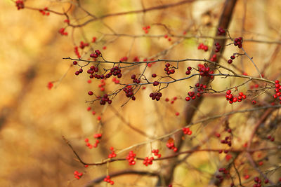 Close-up of berries growing on tree