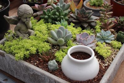 High angle view of angel statue in wooden container with succulent plants